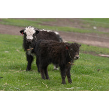 Load image into Gallery viewer, mYak Tibetan Cloud Wool Sport 
